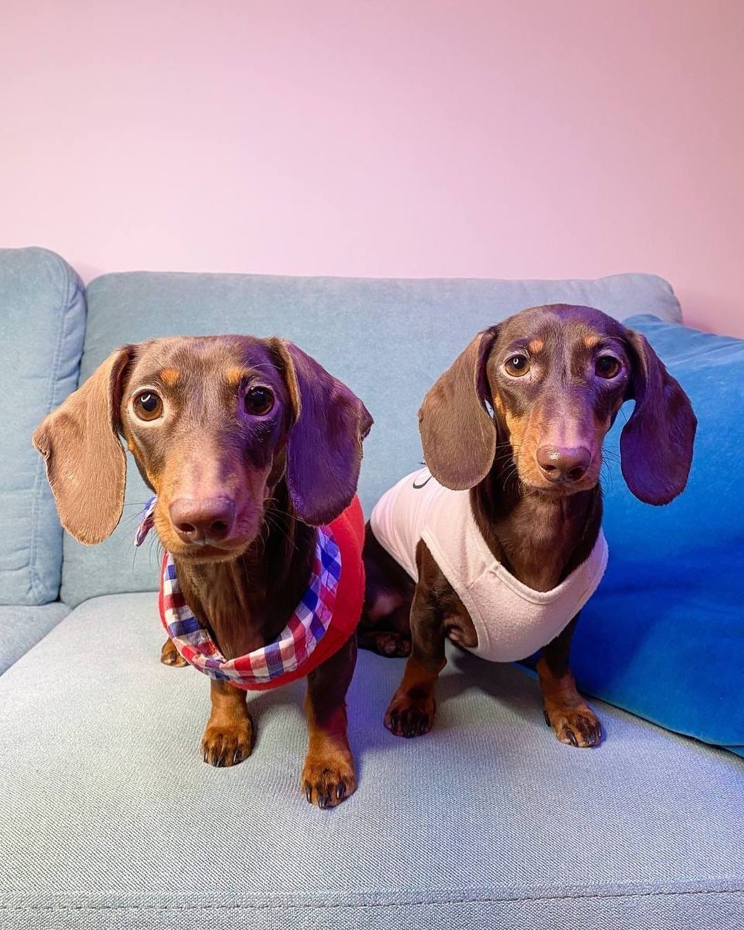 Рисунки таксы прикольные