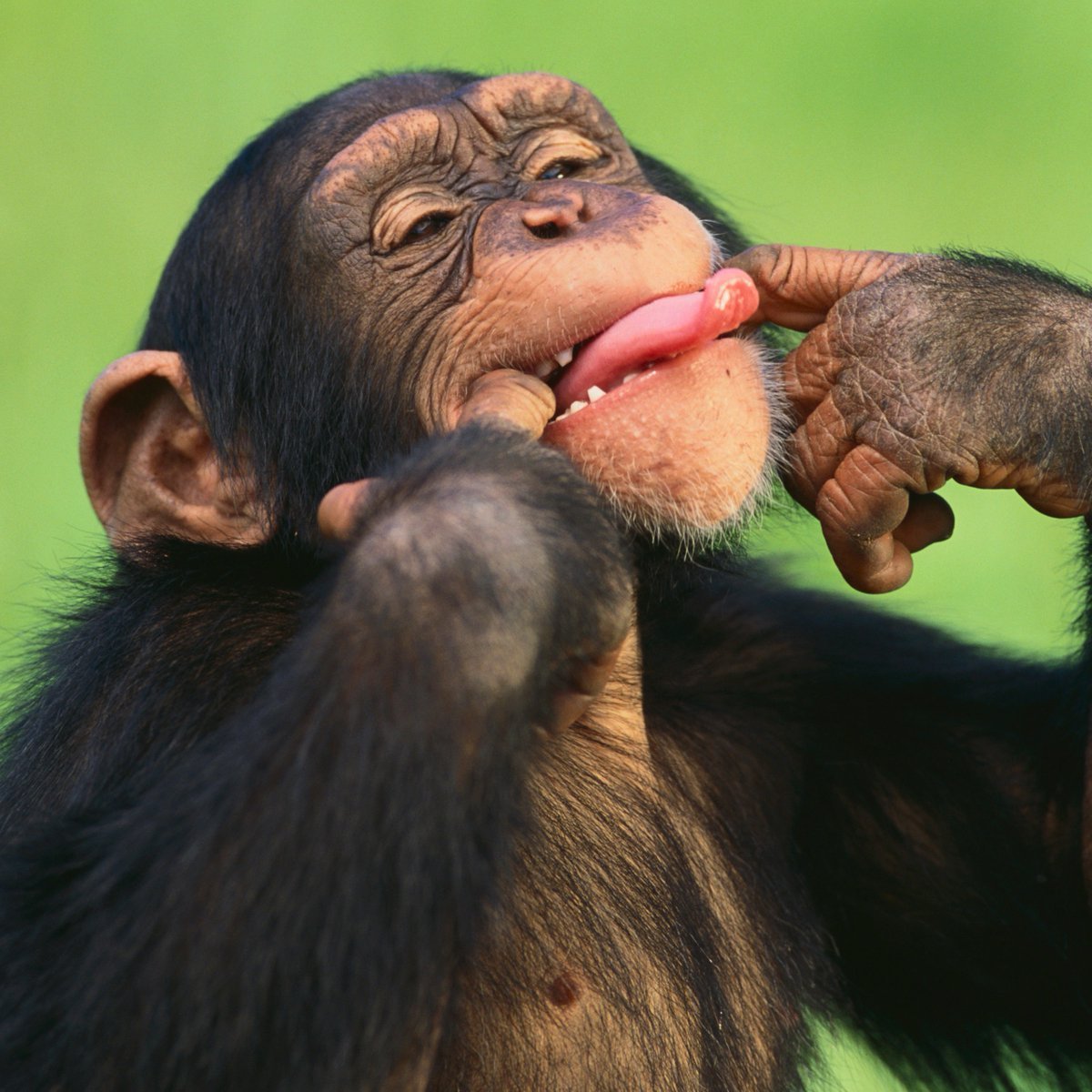 Смешные обезьянки