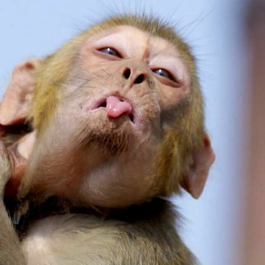 Губы Роллинг стоунз