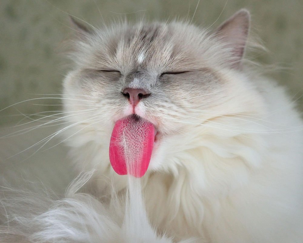 Рыжий кот с высунутым языком