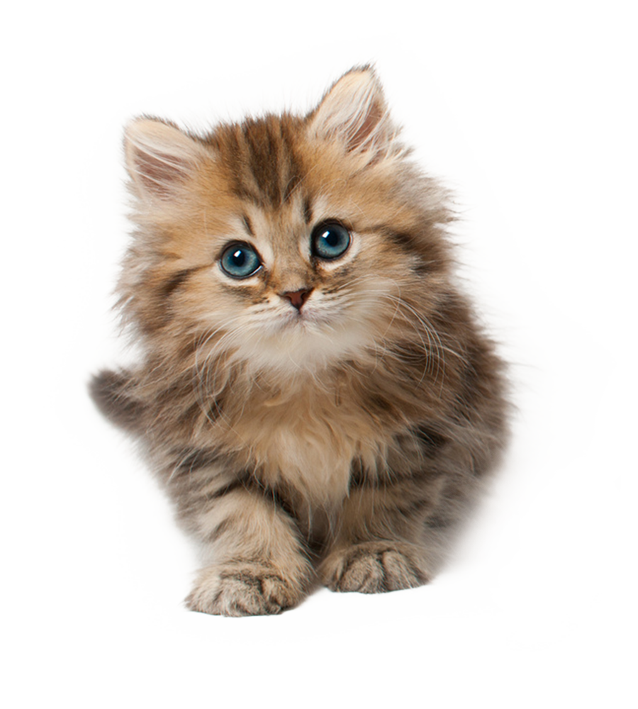 Милые котята на белом фоне