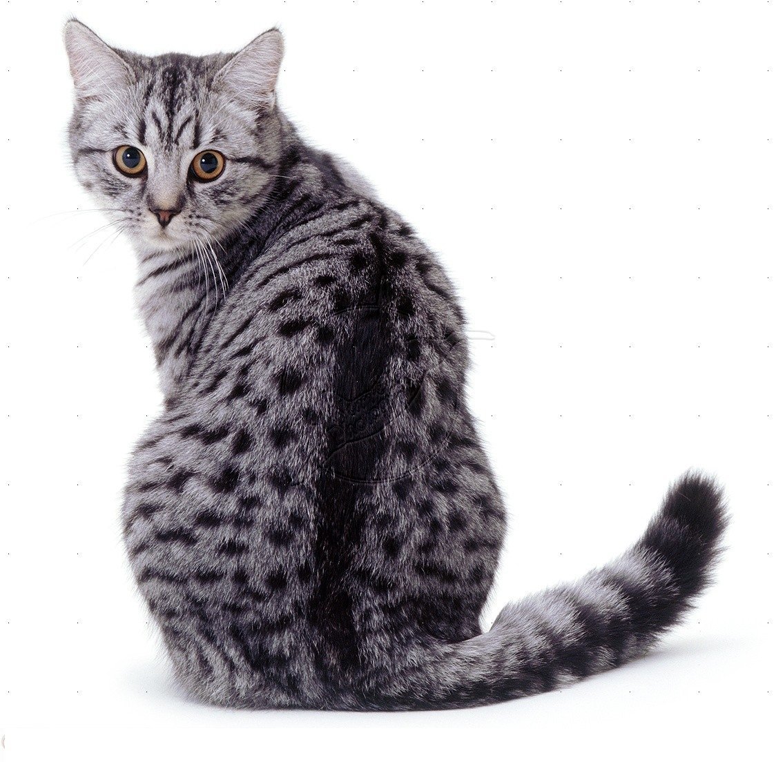 Египетская МАУ