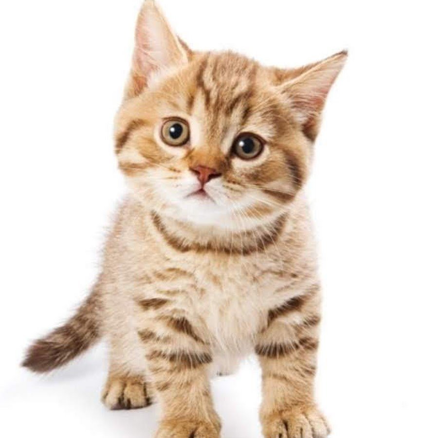 Котята мемы Надежда