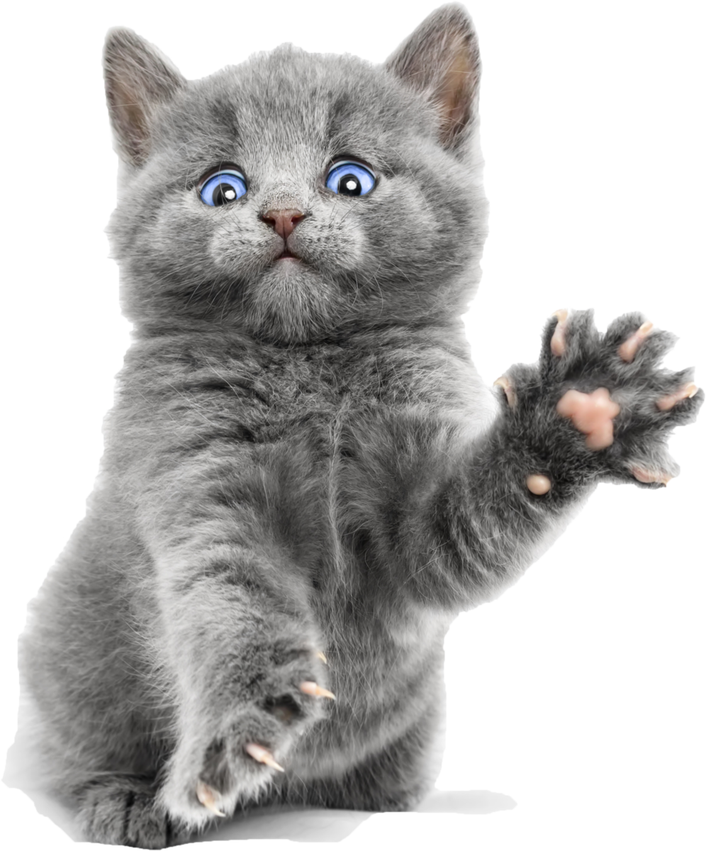 Котик на белом фоне