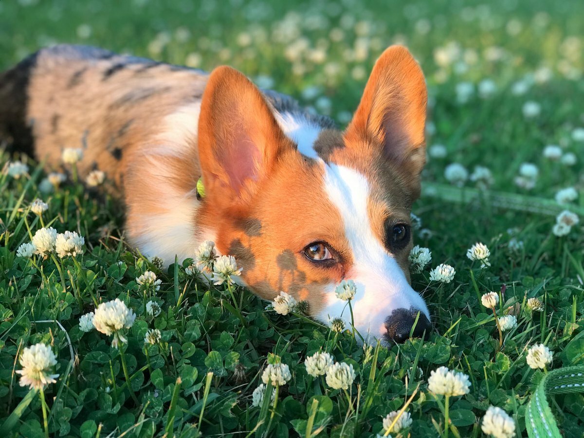 Вельш корги спаниель