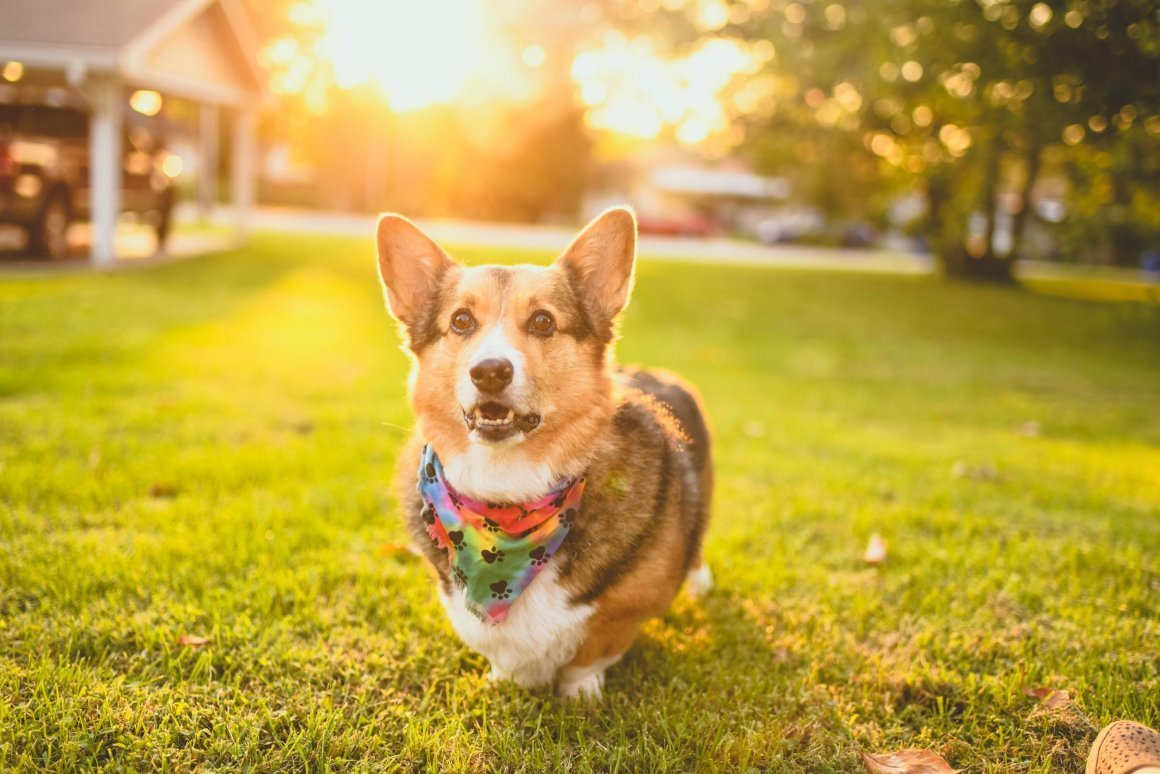 Собака корги