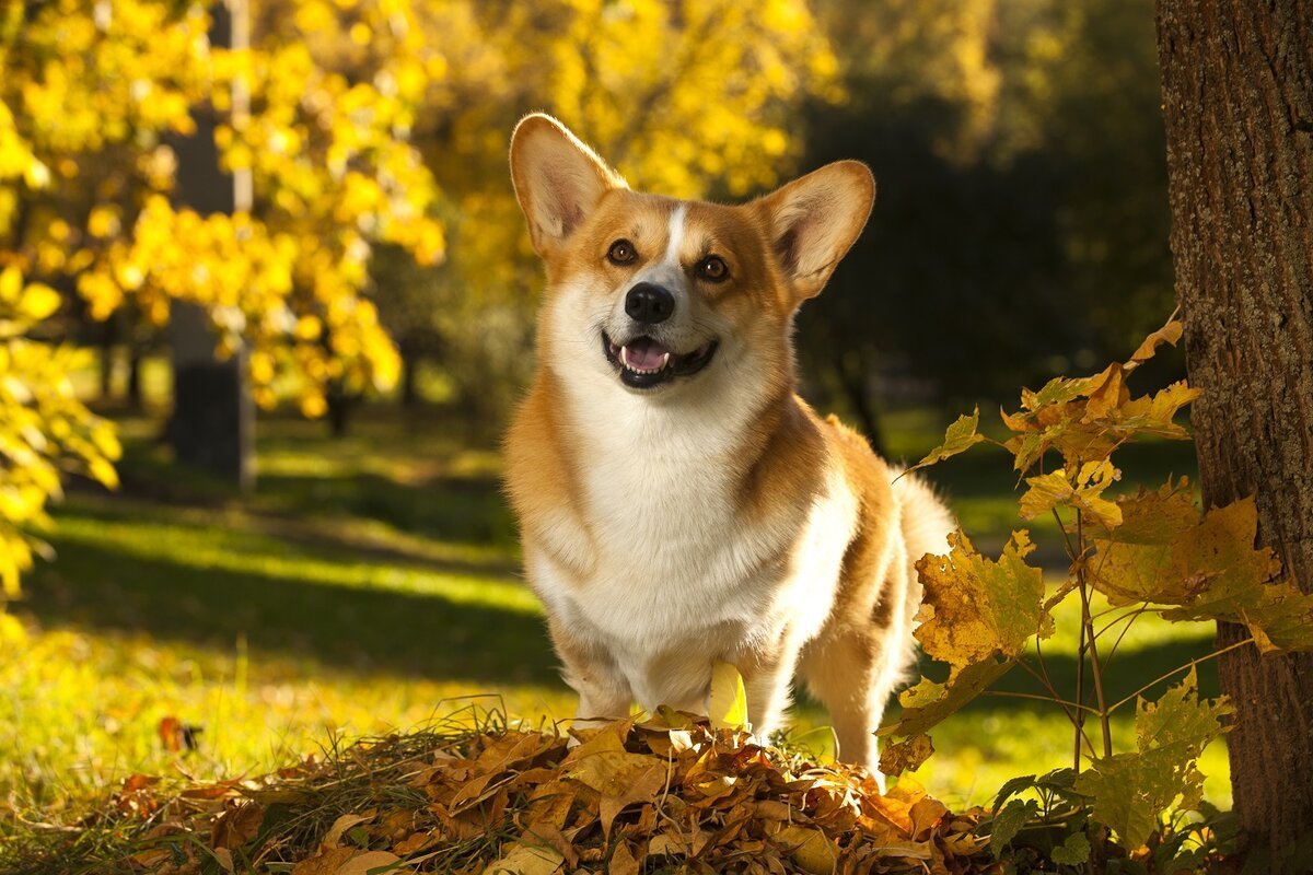 Вельш корги осень