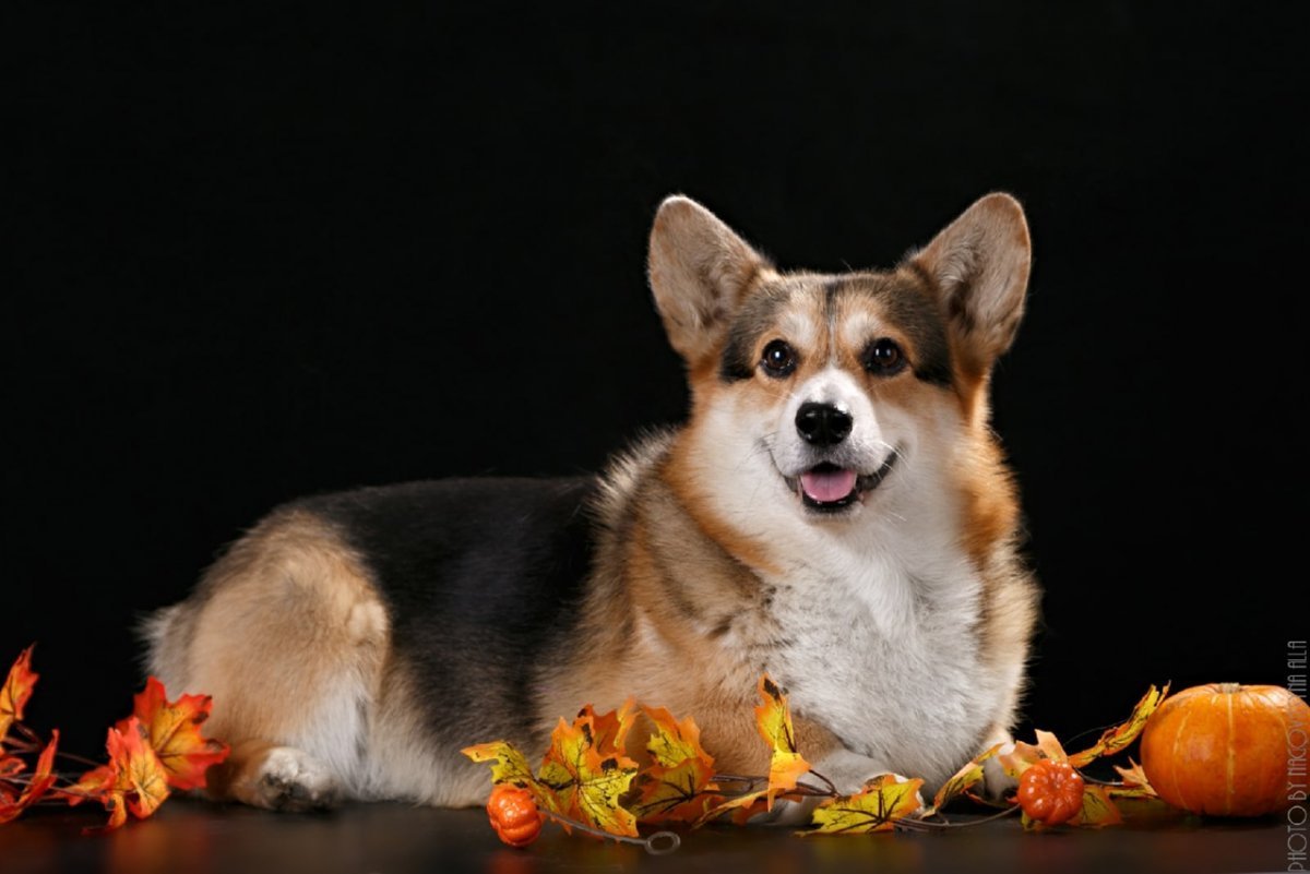 Вельш корги пемброк