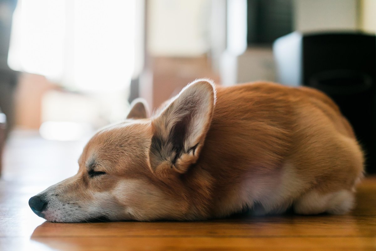 Вельш корги мини