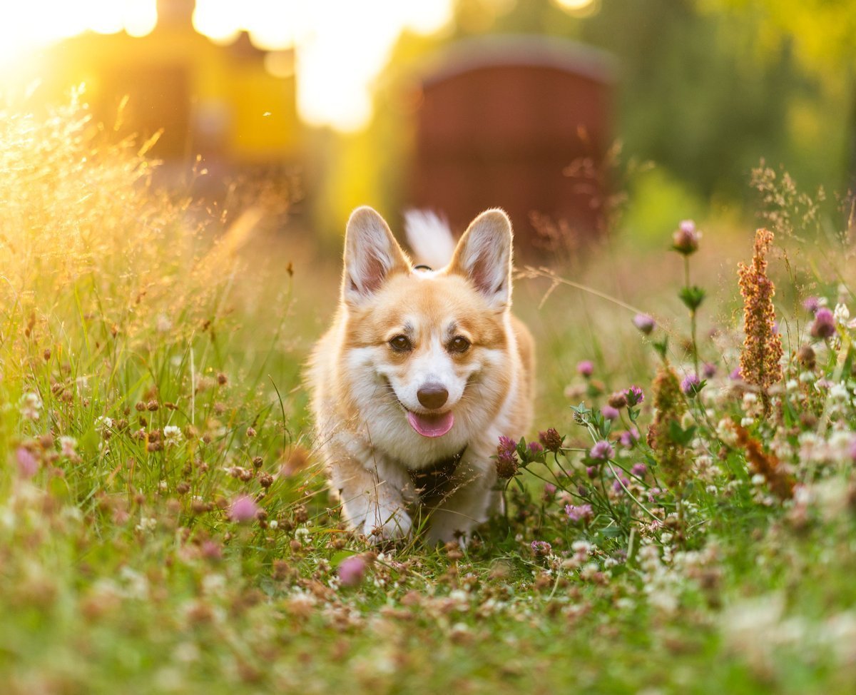 Корги лето