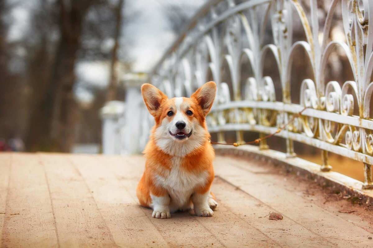 Королевский корги