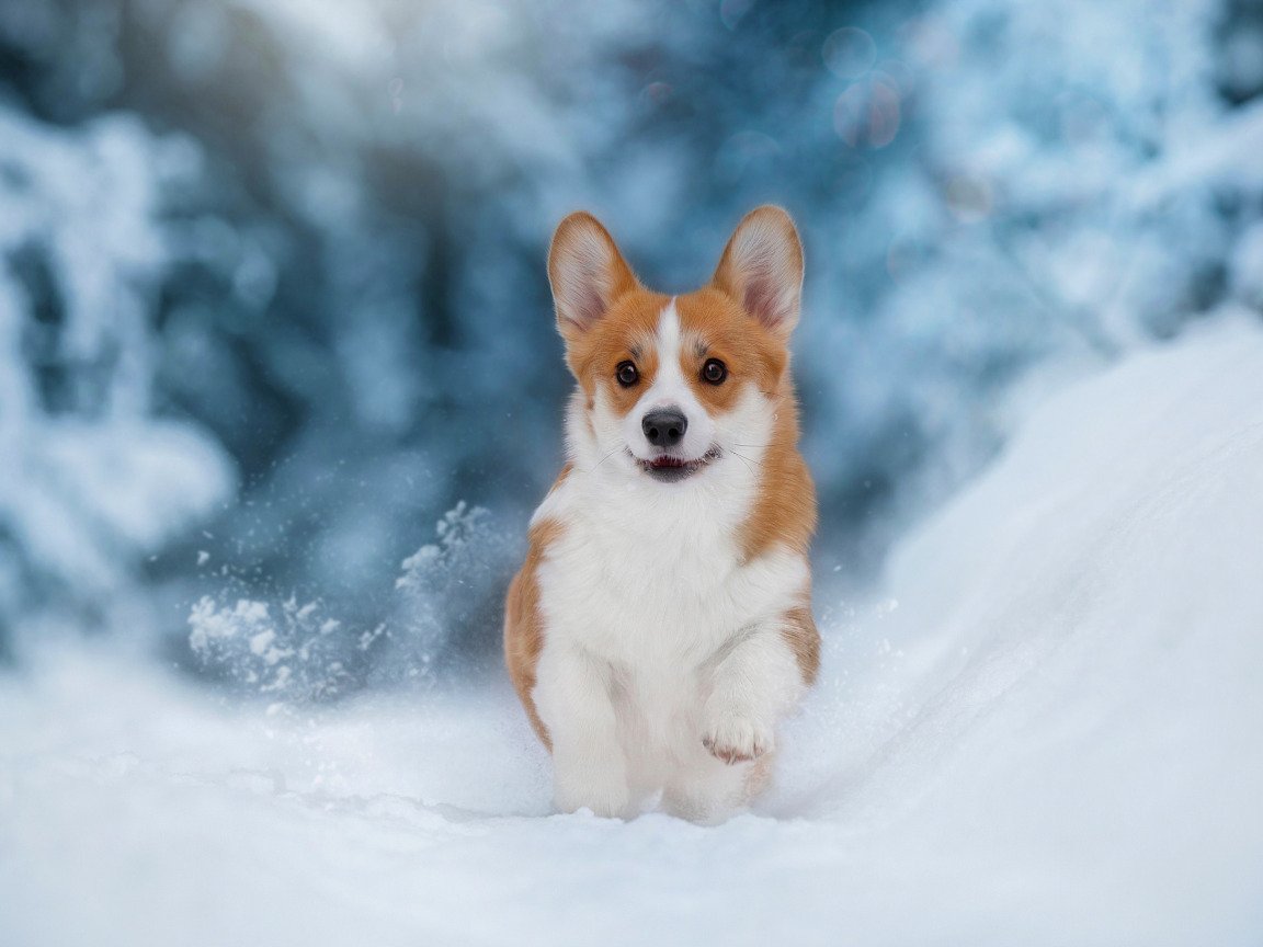 Вельш корги зима