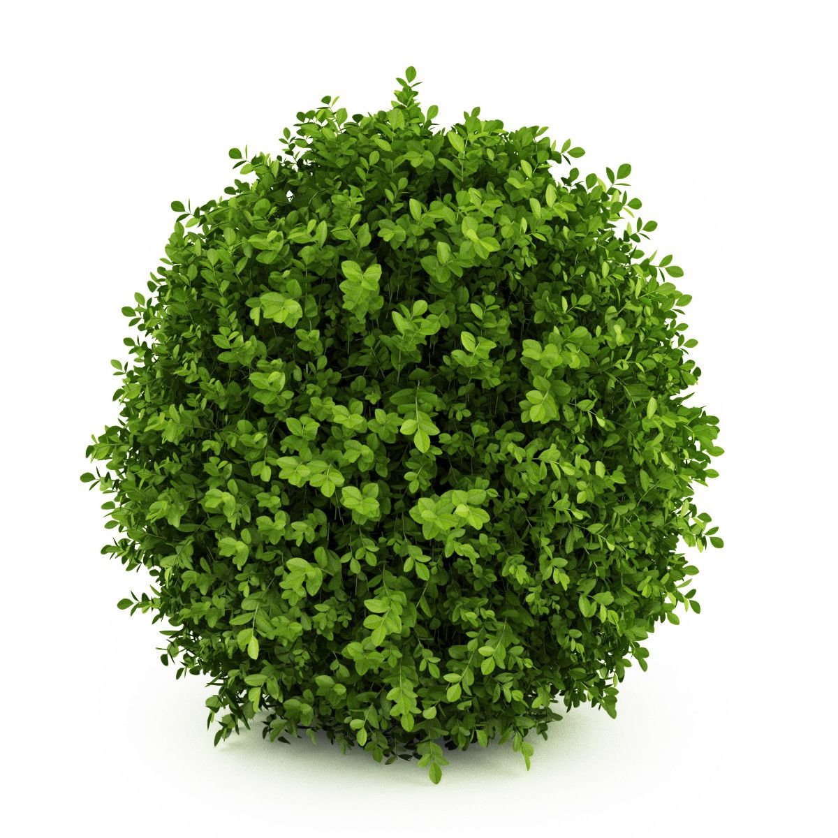 Buxus suffruticosa