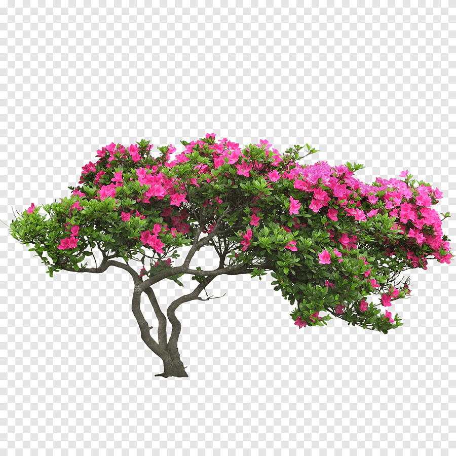 Кустарник Ромеро