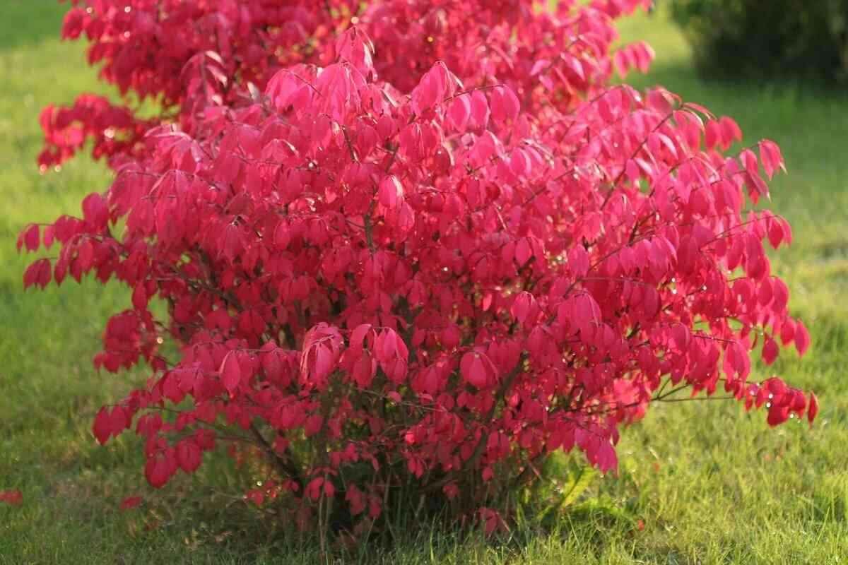 Бересклет крылатый Европейский