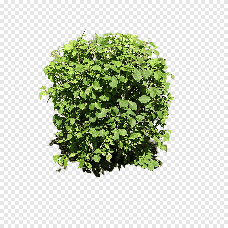 Bush куст