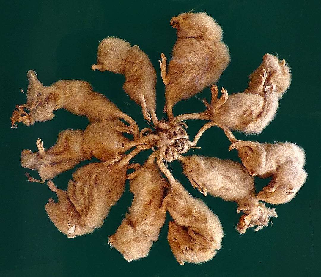 Крысиный Король Эстония 2005