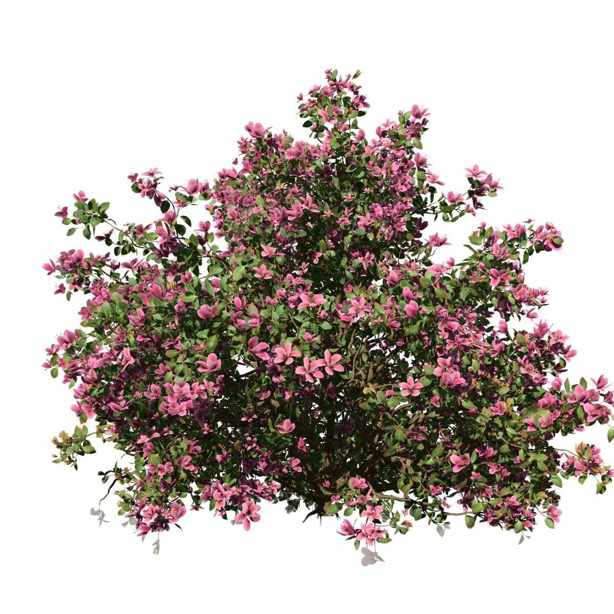 Азалия Джеваншир