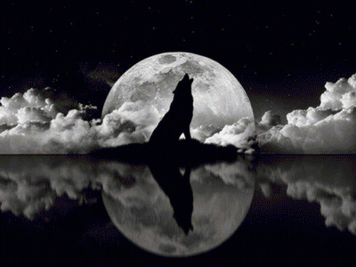 Волк в ночи