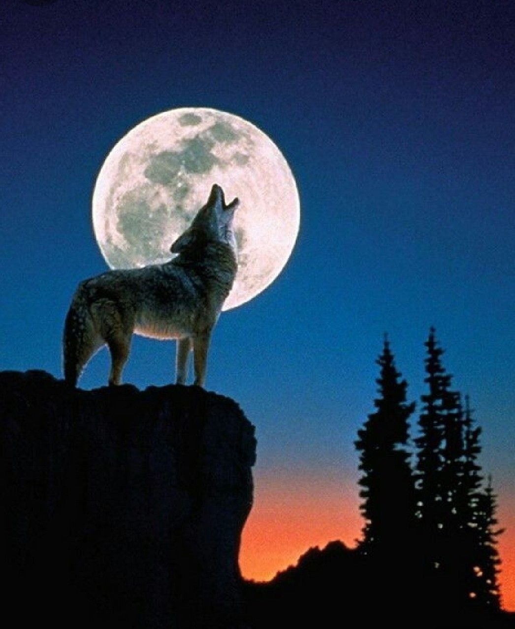 Волк на фоне Луны