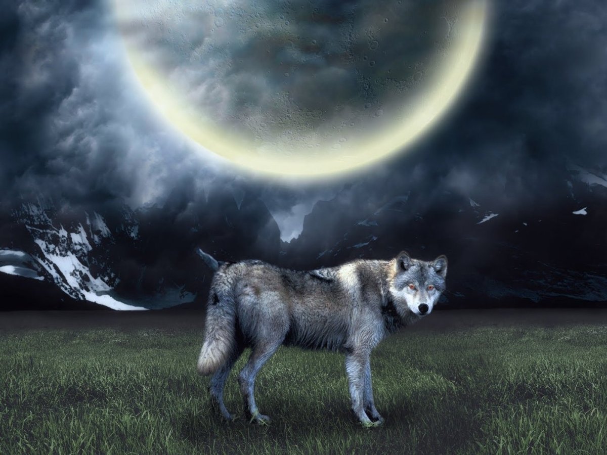 Волк воет на луну