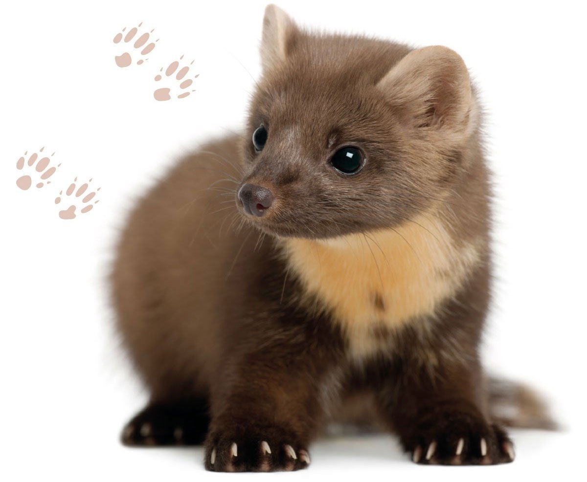 Соболь на белом фоне