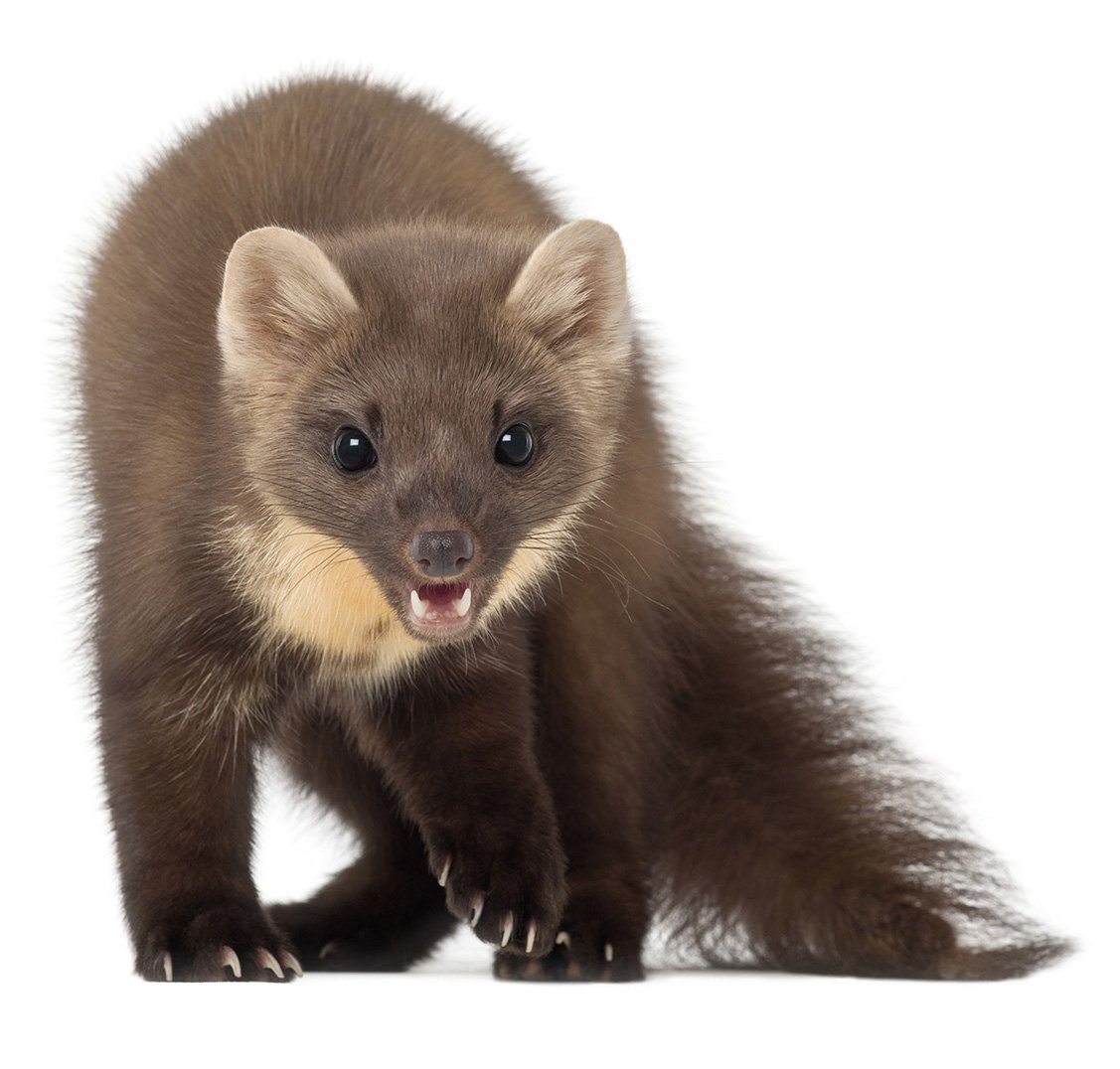 Енисейский Соболь