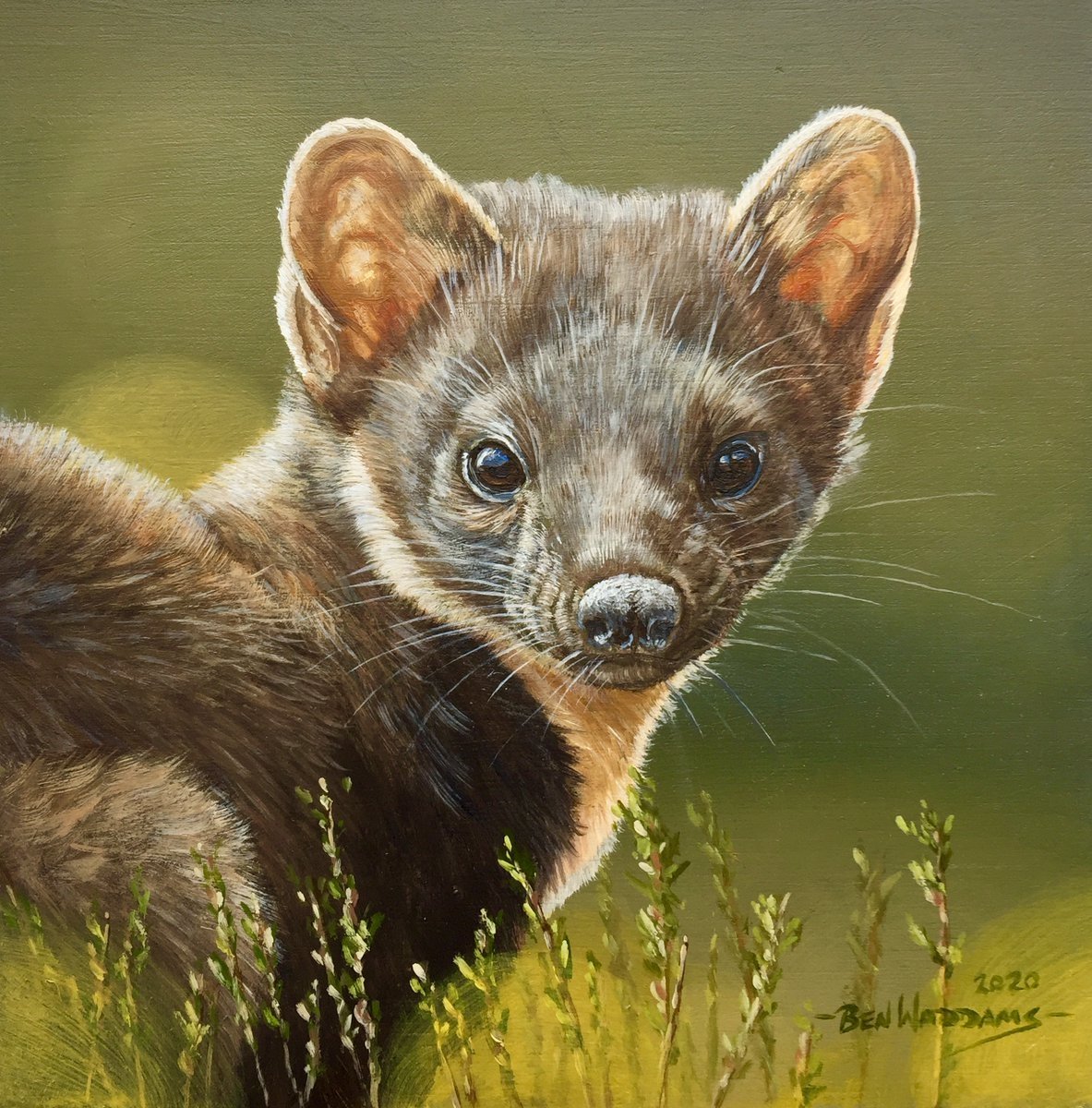 Куница на белом фоне