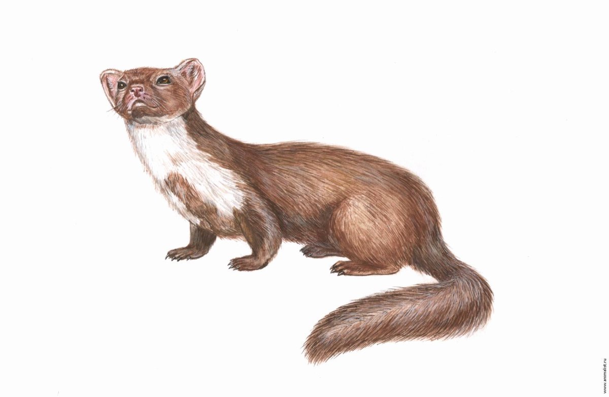 Лесная куница горностай