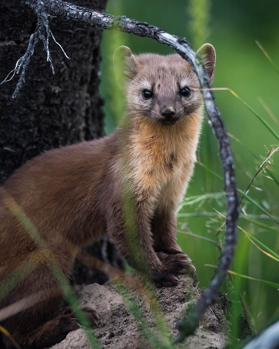 Соболь фретка