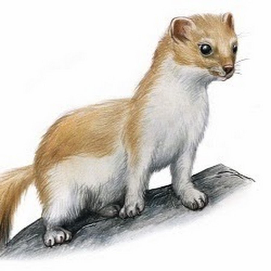 Соболь картинка для детей