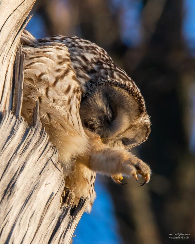 Совенок спит
