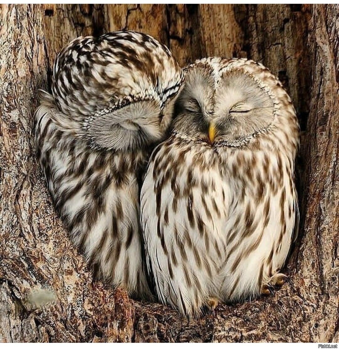 Сова спит