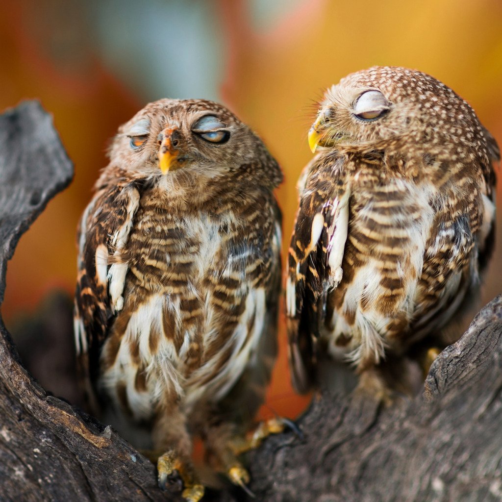 Совенок спит