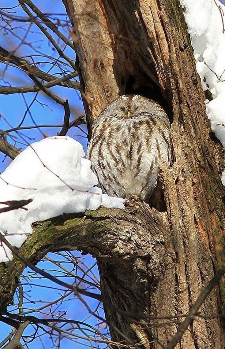 Спящие Совы