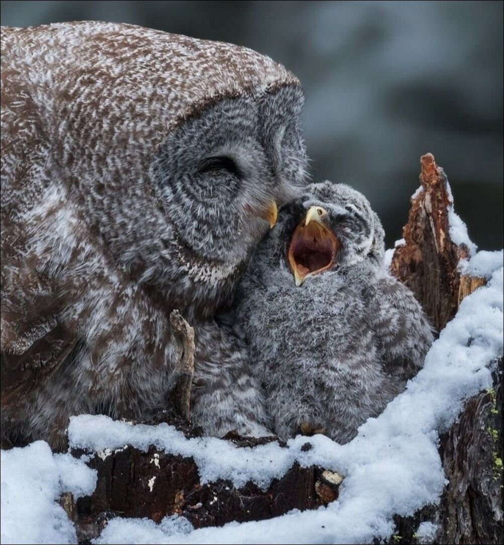 Сова зима