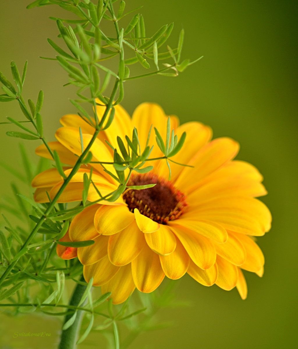 Солнечного настроения и удачи