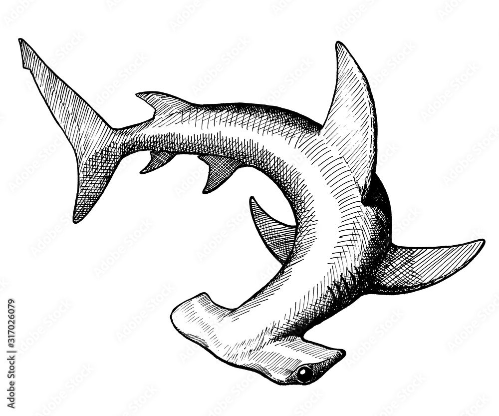 Морские обитатели картинки для детей рыбмолот