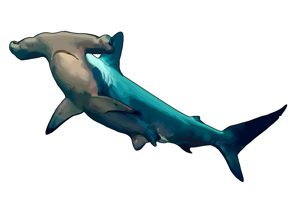 Рыба молот рисунок в цвете