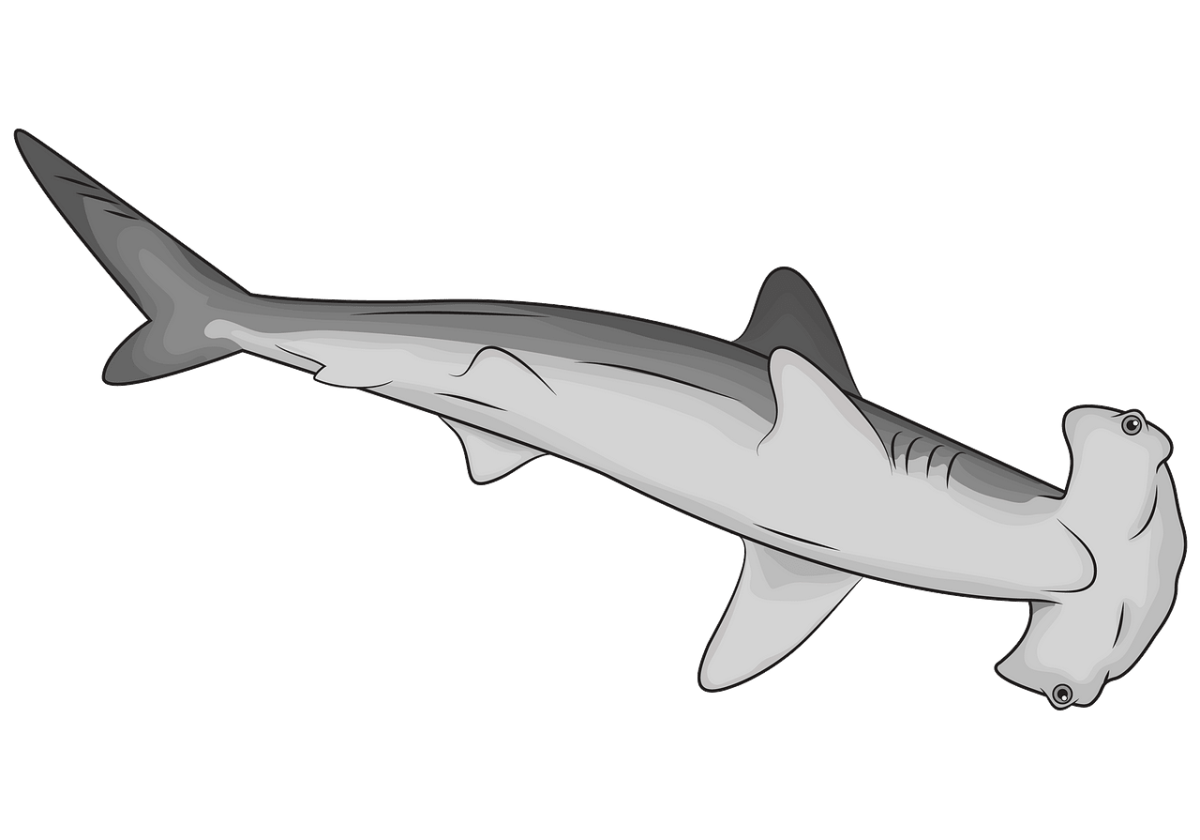 Акула молот раскраска