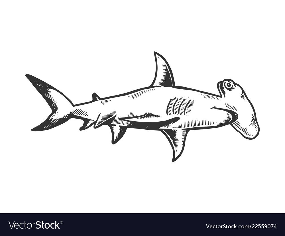 Силуэт акулы сверху