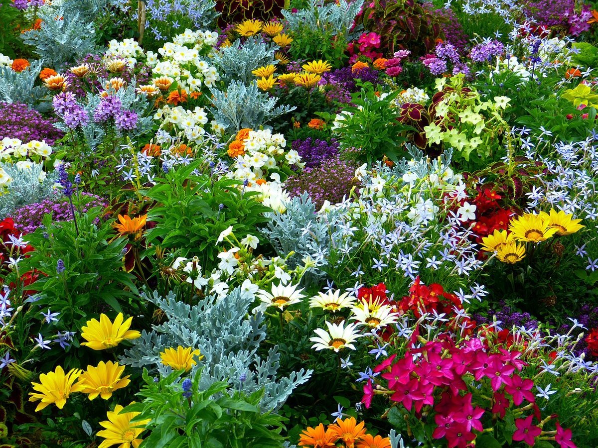 Цветы картинки в огороде