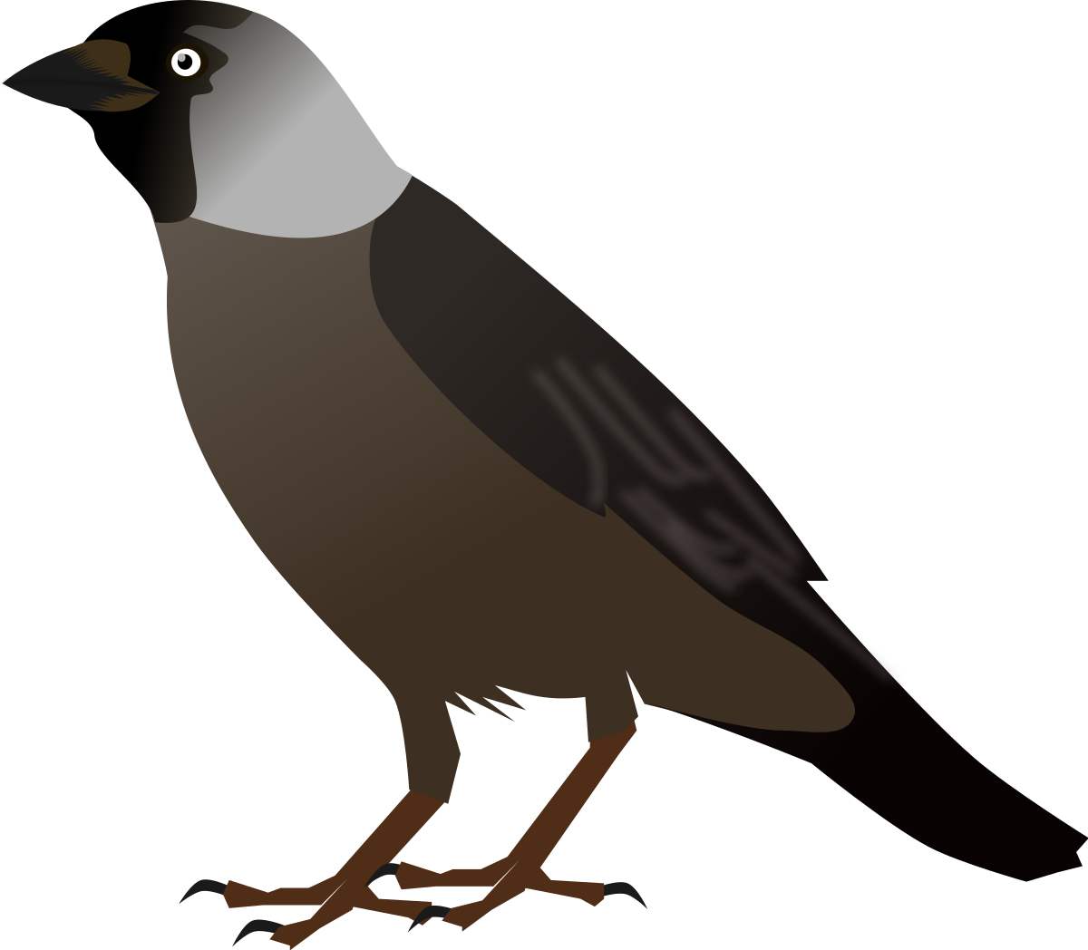 Галка птица на прозрачном фоне