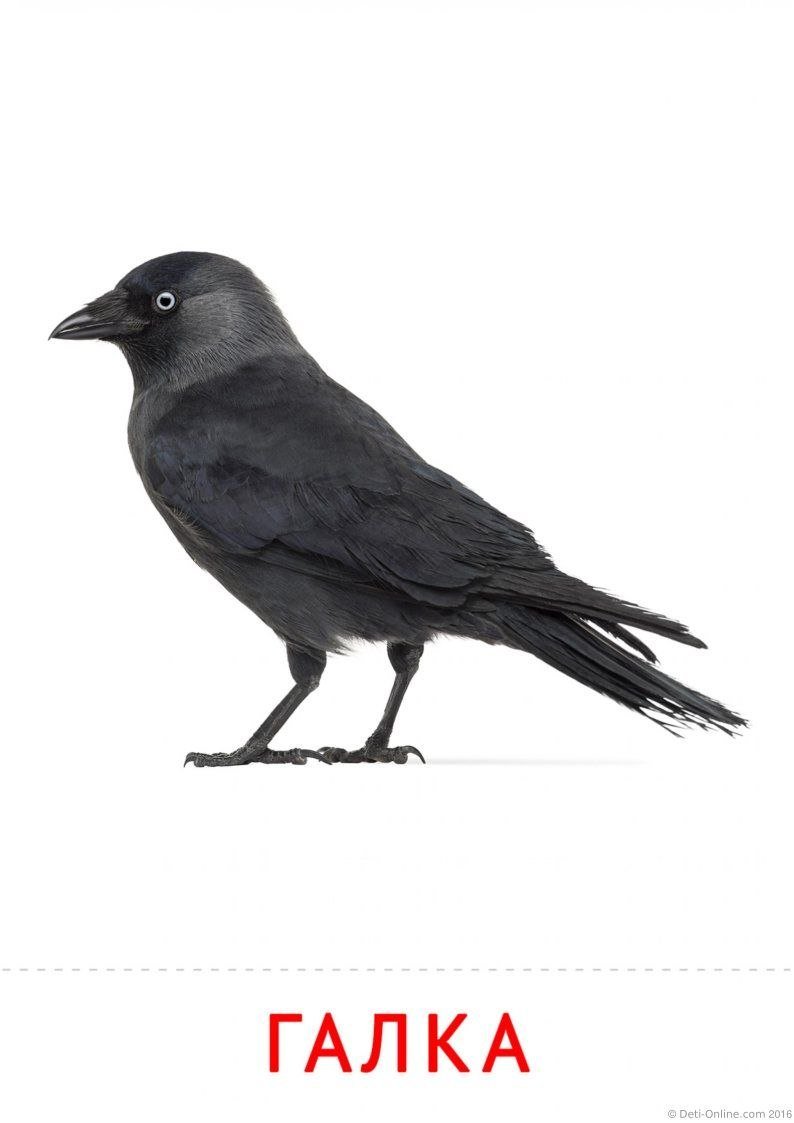 Галка на белом фоне