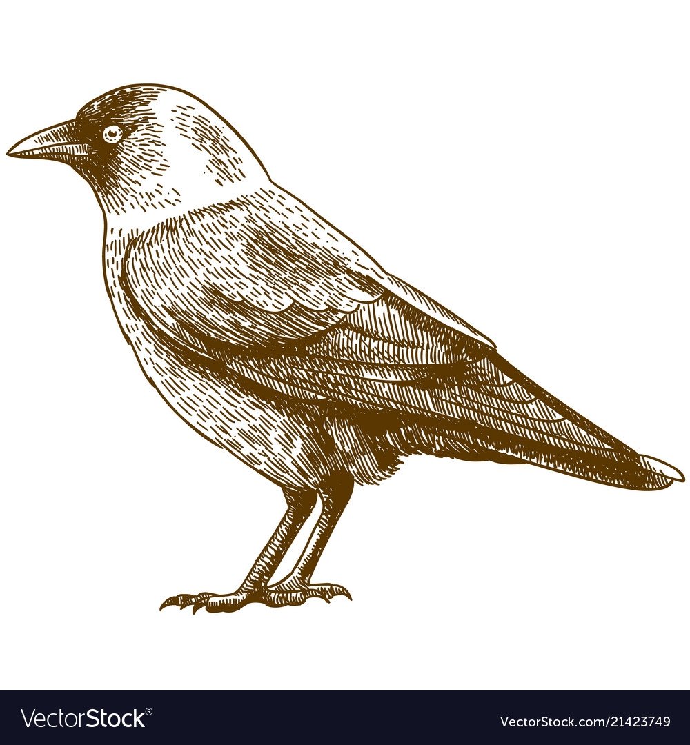 Галка illustration