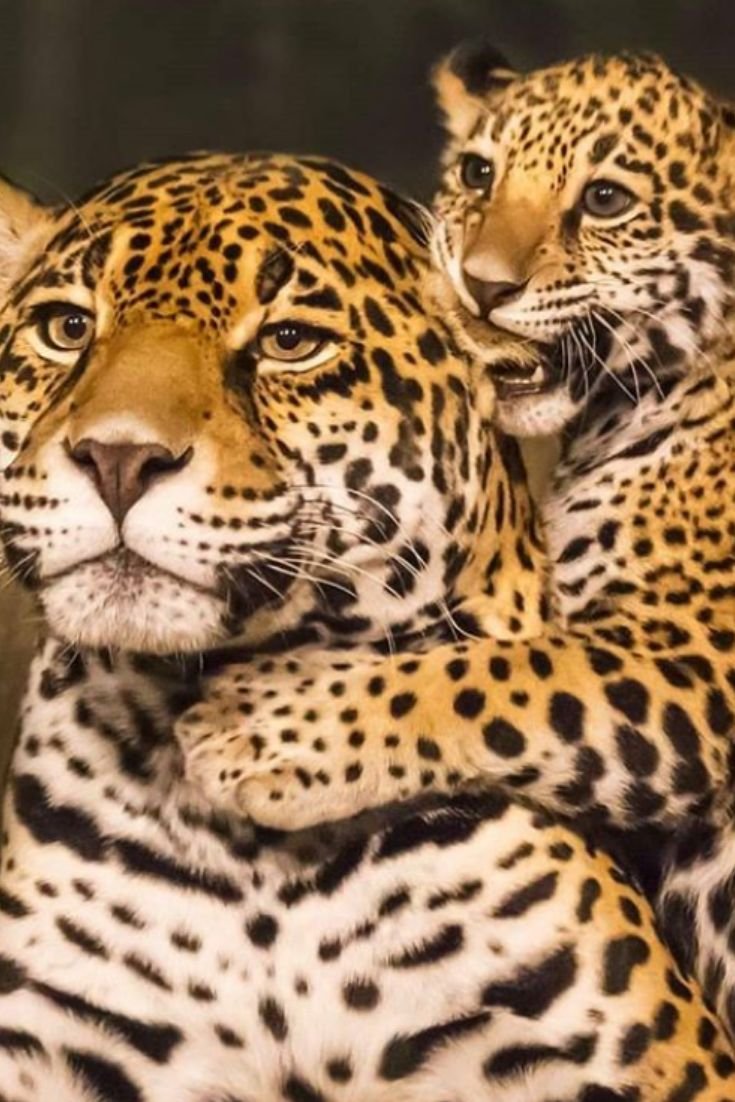 Ягуар леопард оскал