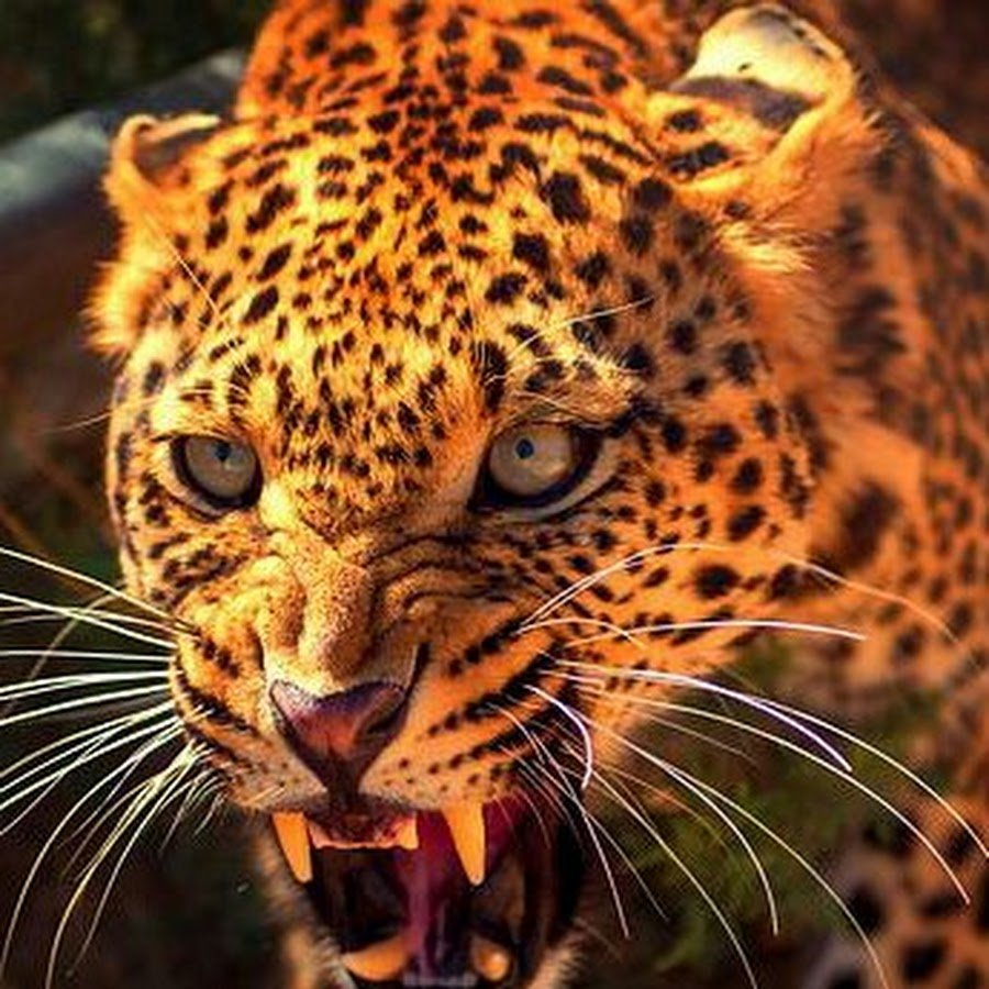 Лапа леопарда