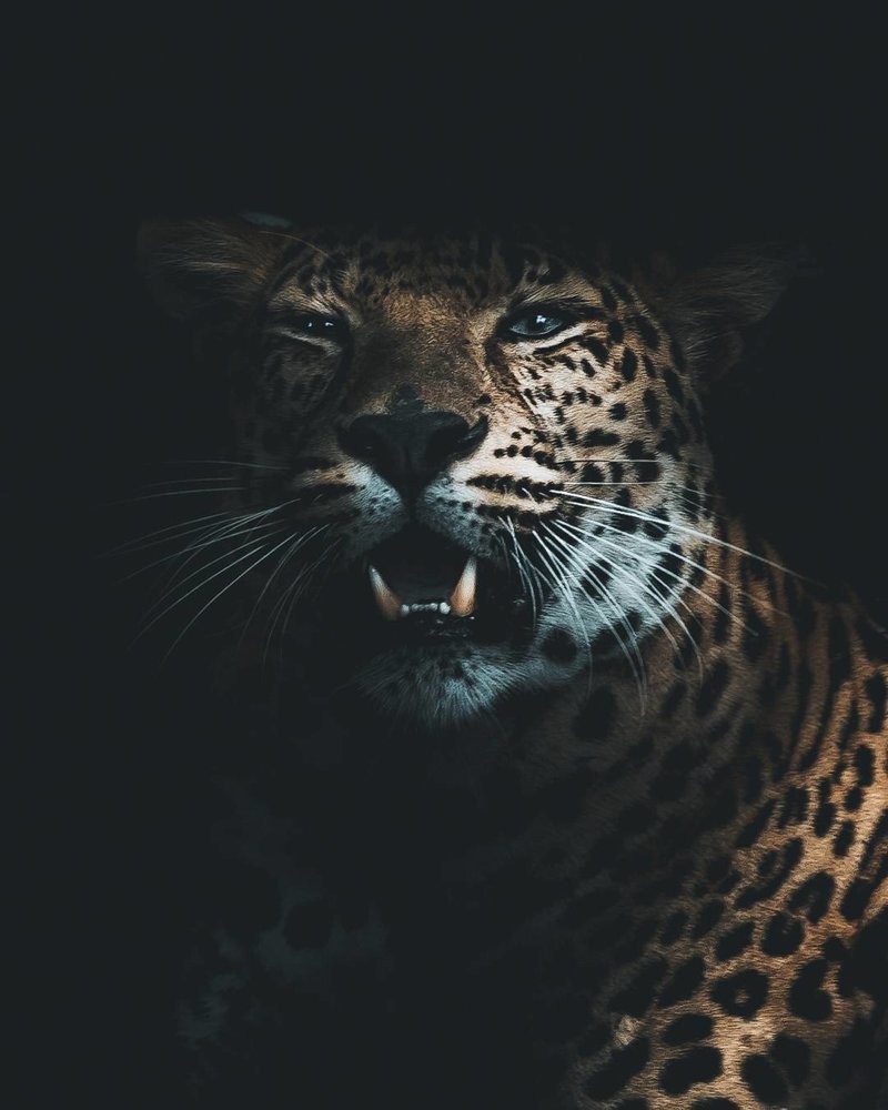 Ягуар и человек