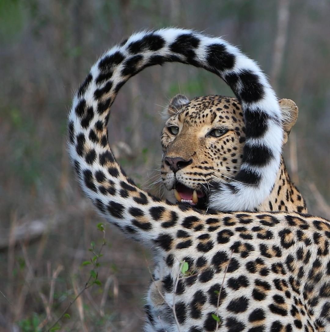 Яйца яванского леопарда