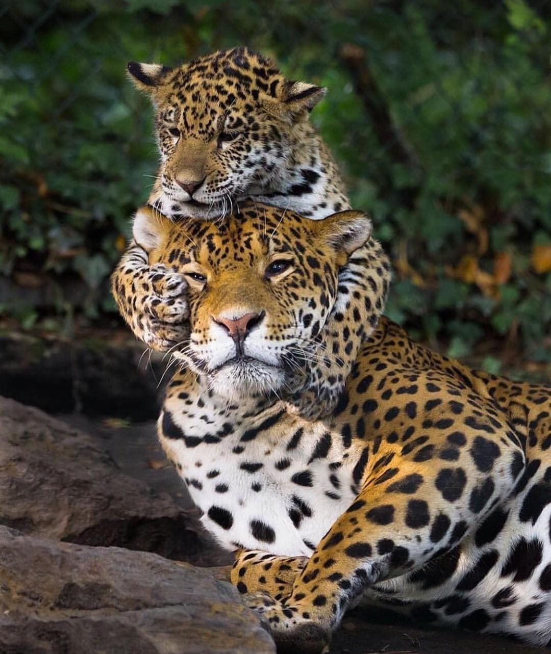 Ягуар Энергетик 2008